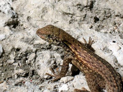 Lizard Lizard