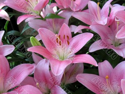 Lily in a garden