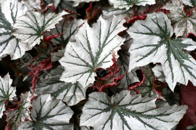 Angel-wing begonia