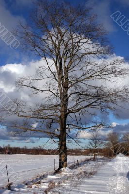 Trees and fields along rural road in the winter