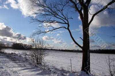Trees and fields along rural road in the winter