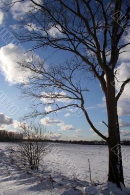 Trees and fields along rural road in the winter