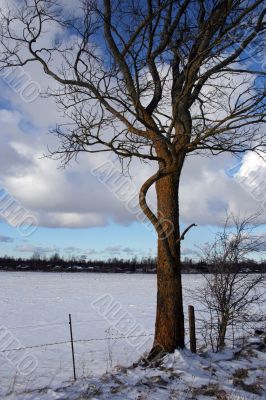 Trees and fields along rural road in the winter