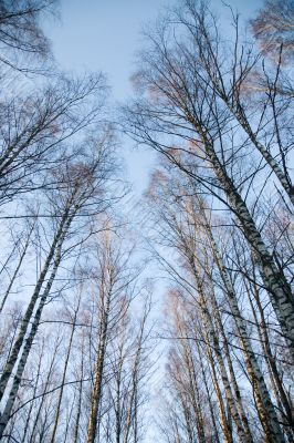 Crones of birches