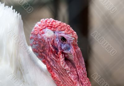 The turkey cock