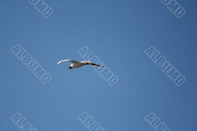 gull in the blue sky