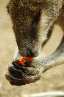 eating kangaroo