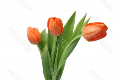 Three red tulips Three red tulips