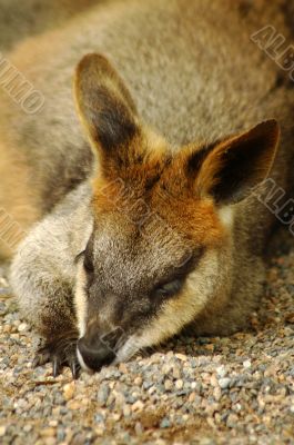 resting kangaroo