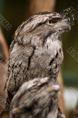 Tawny Frogmouth