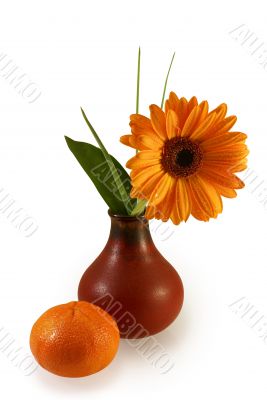 composition with gerber daisy in vase