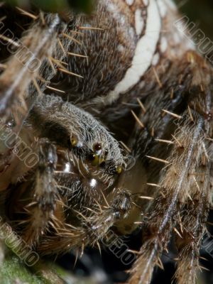 Spider Spider