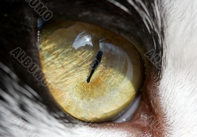 Cat Eye Cat Eye
