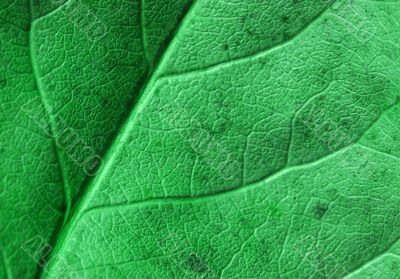 Leaf Leaf