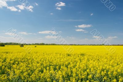 Agricultural field