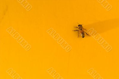 Yellow Jacket Yellow Jacket