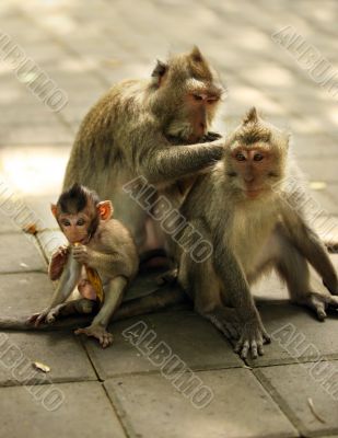 Family of monkeys
