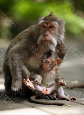 Family of monkeys