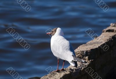 The seagull on coast
