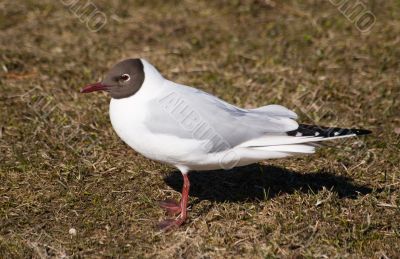 Portrait of the seagull