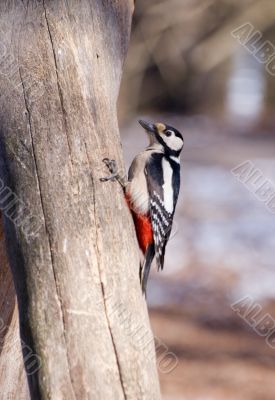 woodpecker