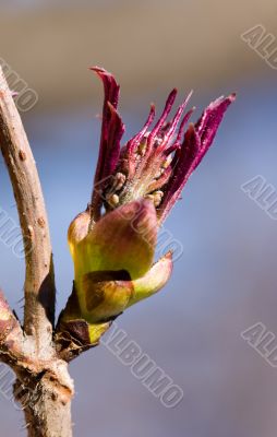 Spring blossoming bush close up