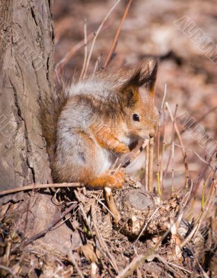 squirrel in forest