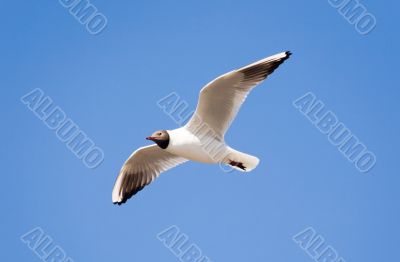 The seagull in flight