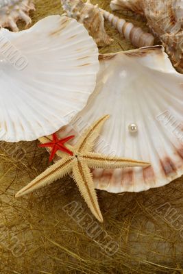 abstract background with various of seashells abstract background with various of seashells