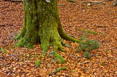 Colors in autumn season