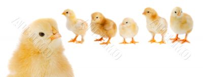 Adorable chicks Adorable chicks