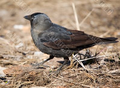 jackdaw close up