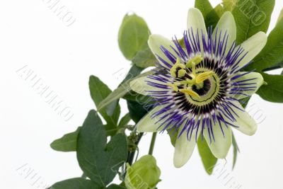 Purple Passionflower