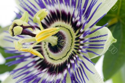 Purple Passionflower