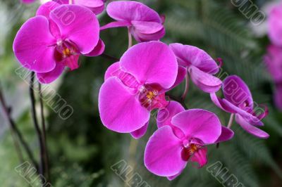 Orchids