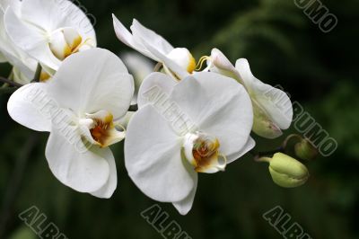 Orchids