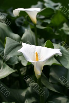 Calla-lily