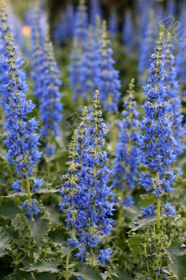 Flowering-bush plectranthus