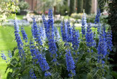 Flowering-bush plectranthus