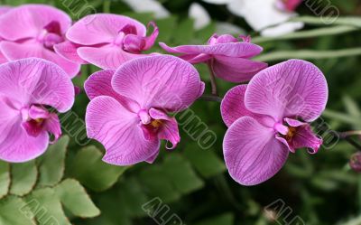 Orchids