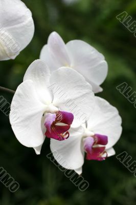 Orchids