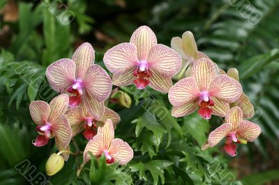 Orchids