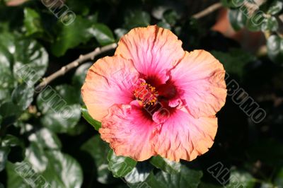 Chinese hibiscus