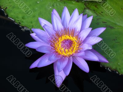 Water lily