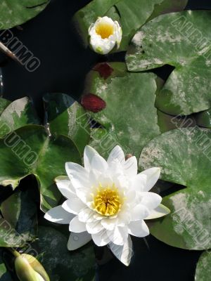 Water lily