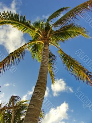 Coconut Palm Tree