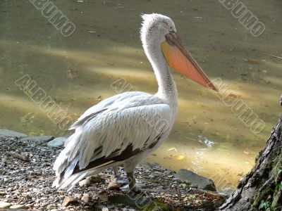 Pelican Pelican