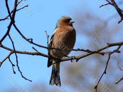 Bird on the branch