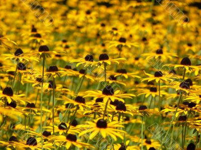 Flower field