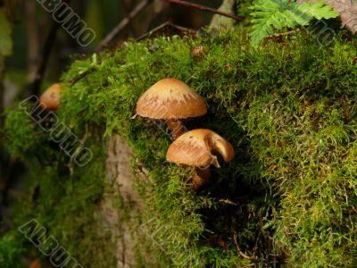 Mushrooms in forest